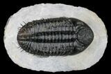 Spiny Drotops Armatus Trilobite - Excellent Preparation #181850-1